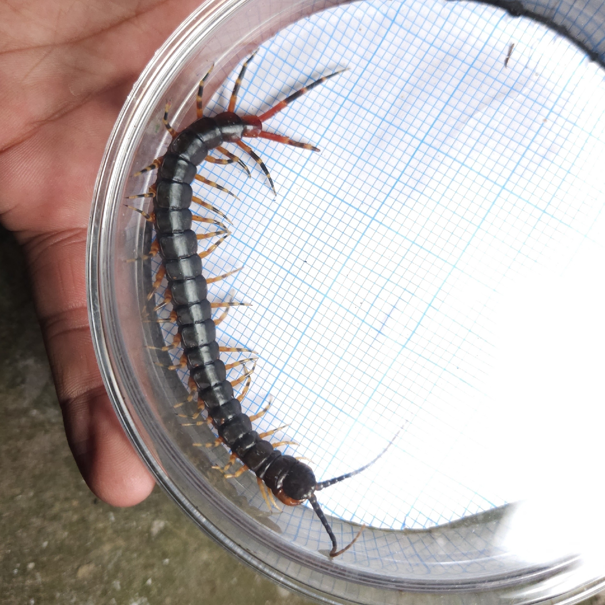 Scolopendra gigantea Linnaeus, 1758