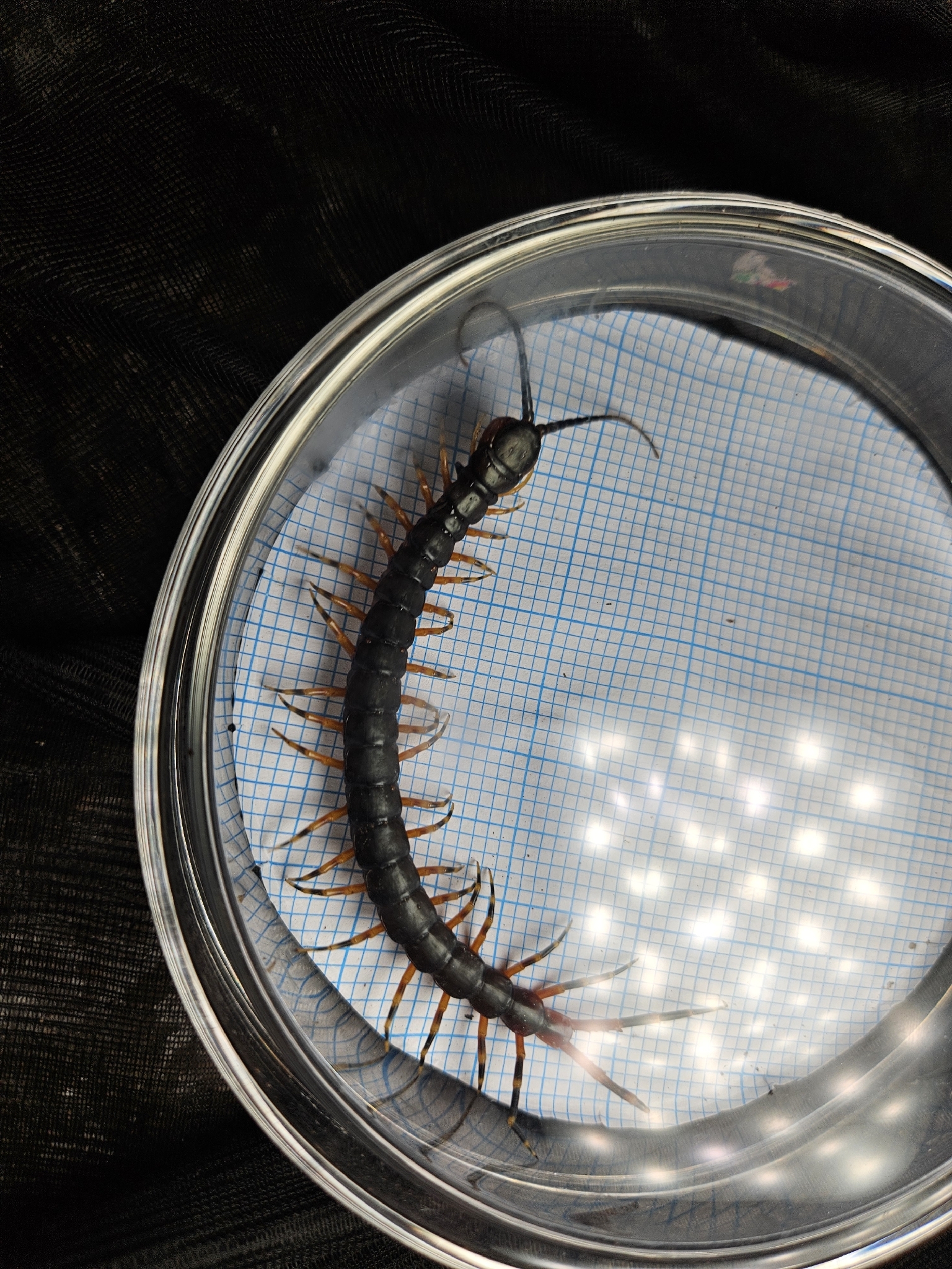 Scolopendra gigantea Linnaeus, 1758