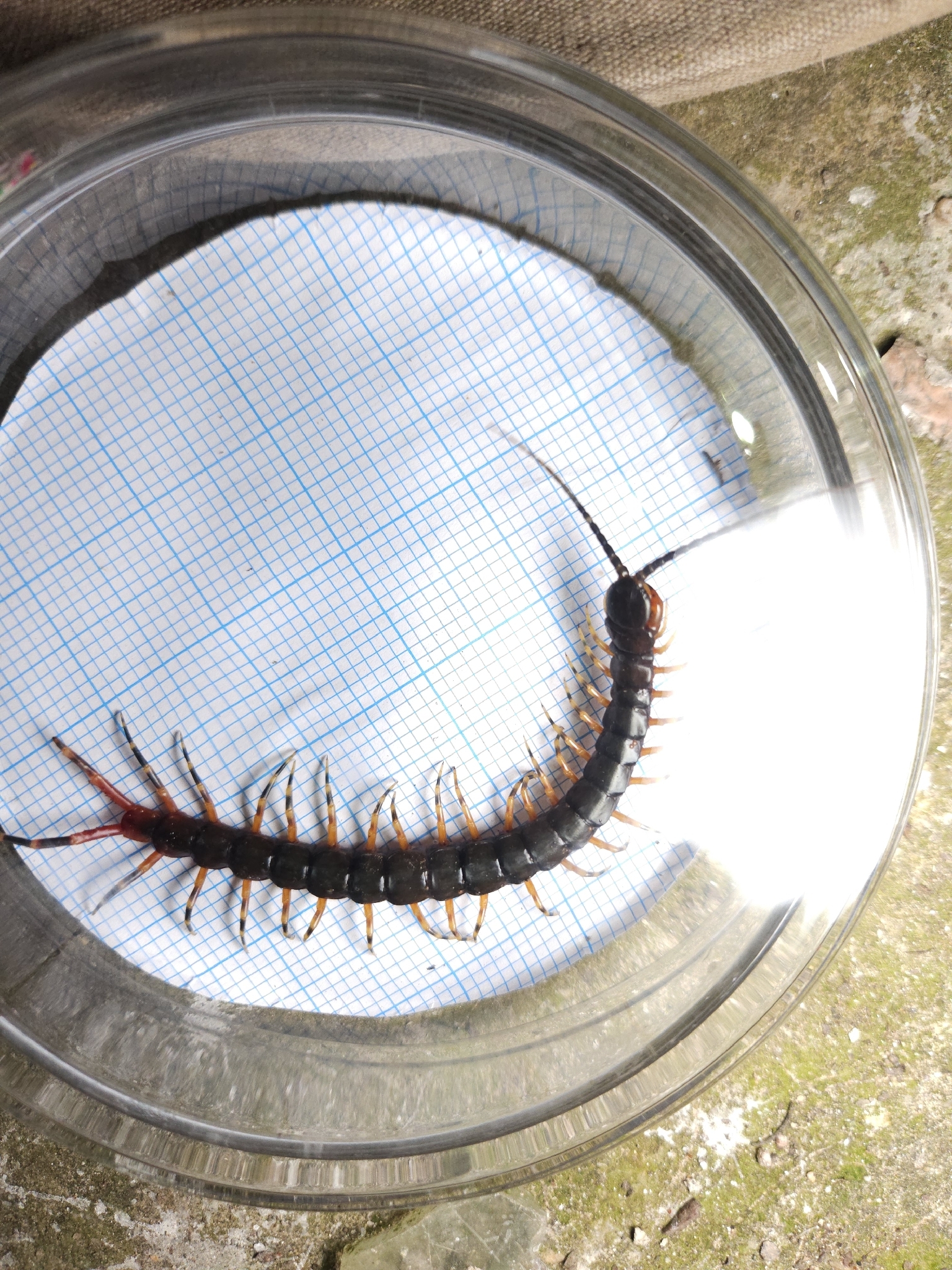 Scolopendra gigantea Linnaeus, 1758