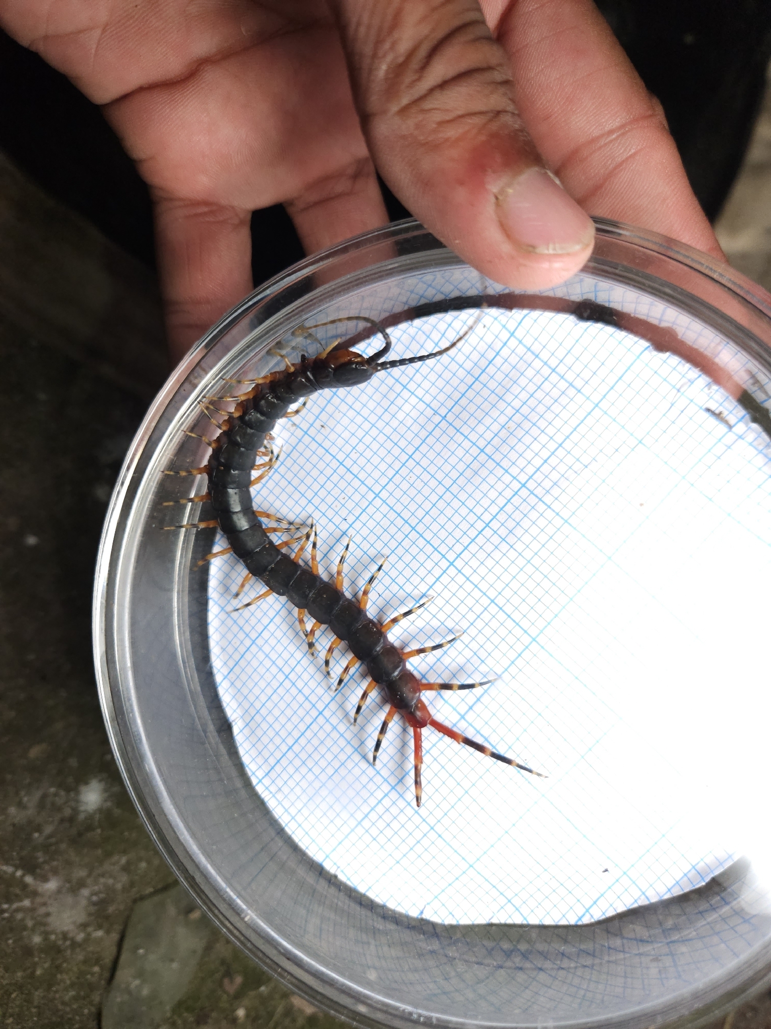 Scolopendra gigantea Linnaeus, 1758