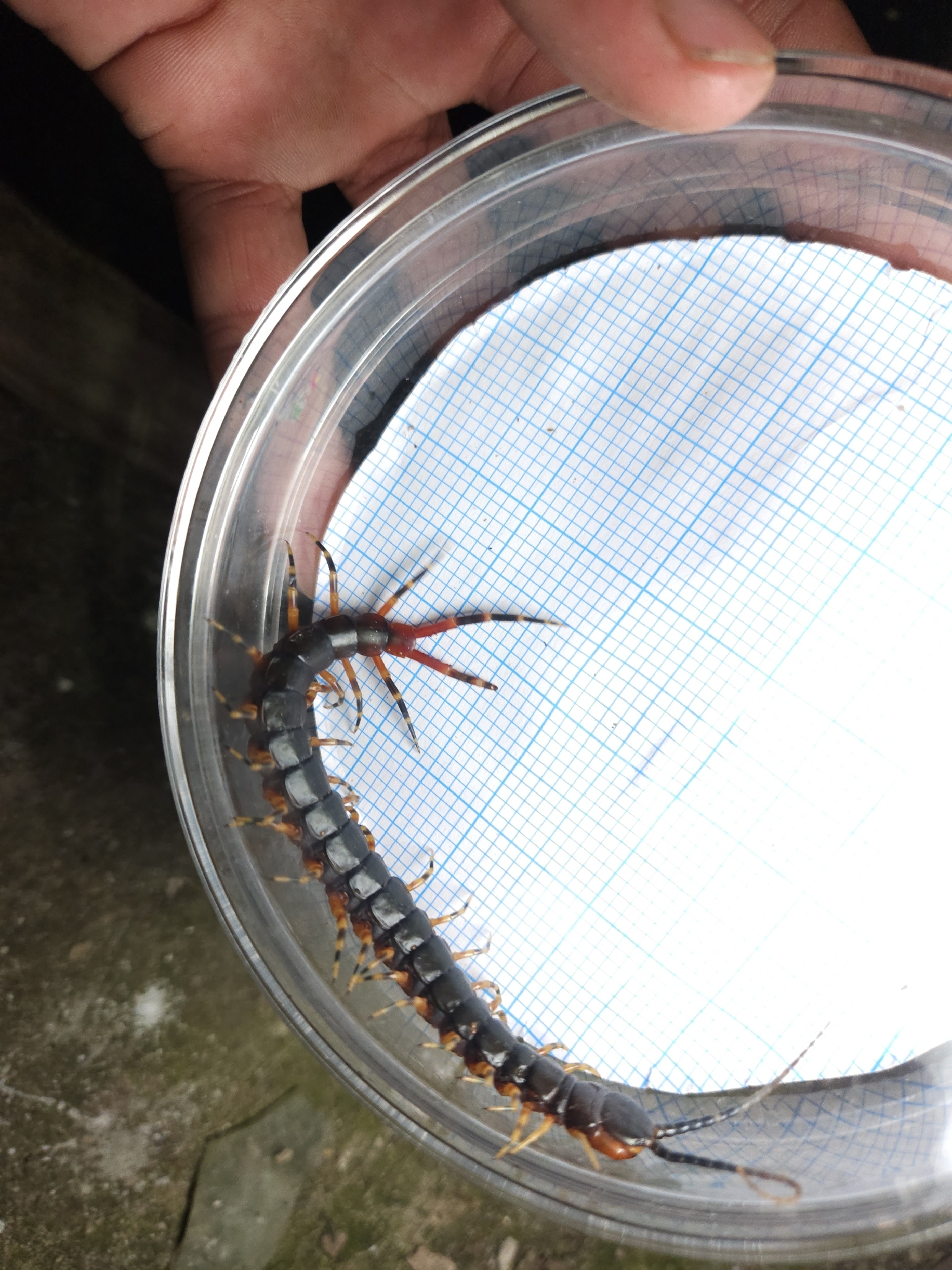 Scolopendra gigantea Linnaeus, 1758