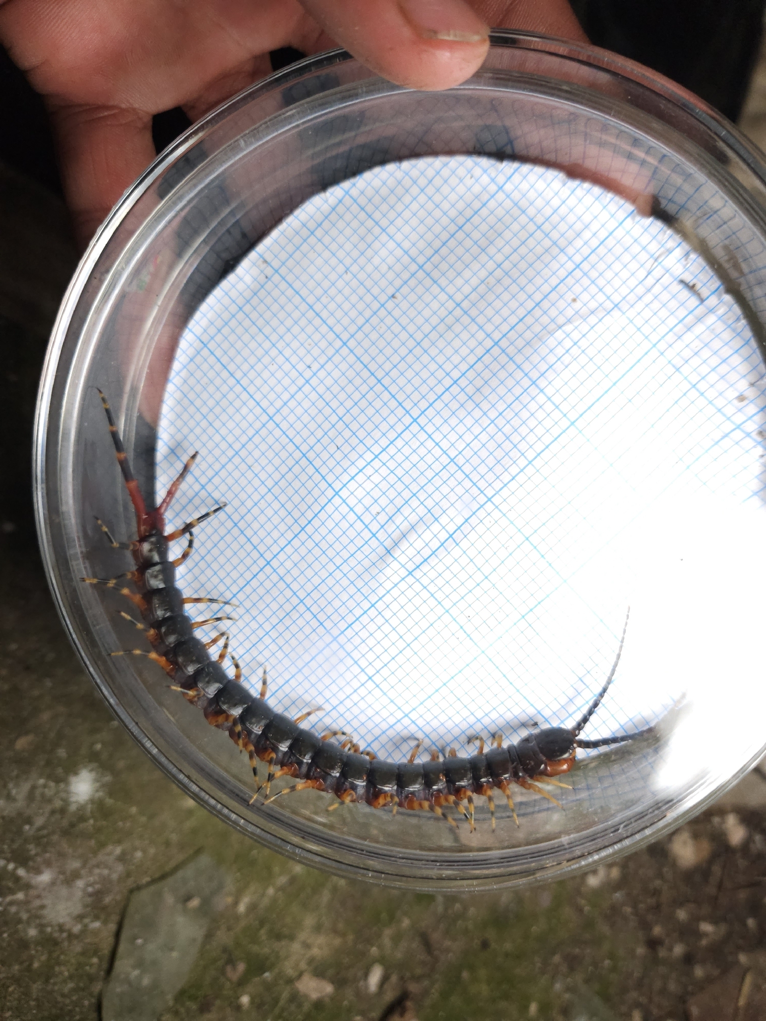 Scolopendra gigantea Linnaeus, 1758