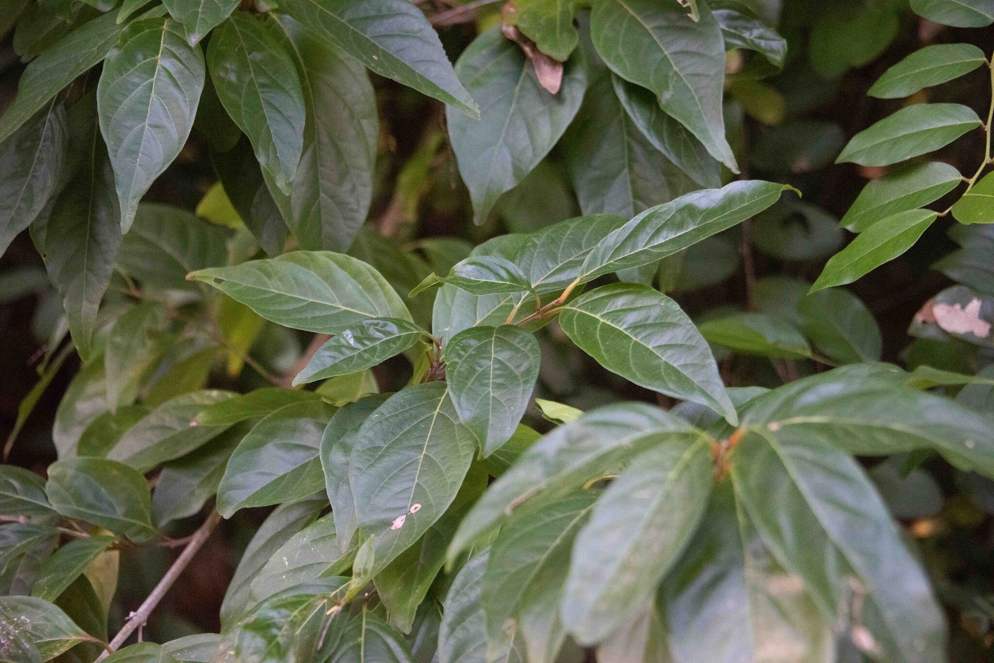 Imagem de Citharexylum mirianthum