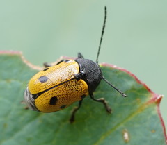 Cadmus litigiosus