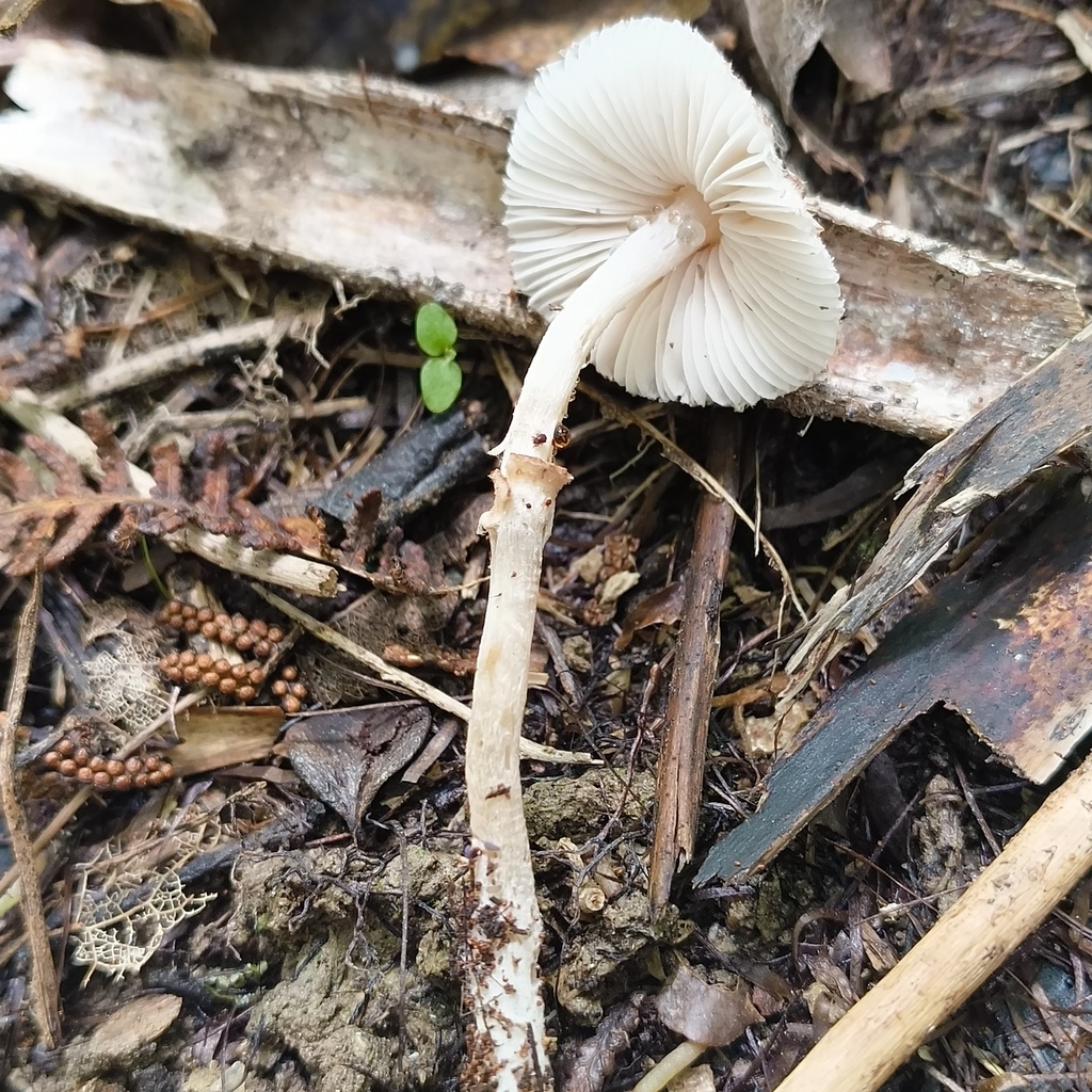 Leucocoprinus · January 2026 · photo: © zedt (iNaturalist, cc-by)
