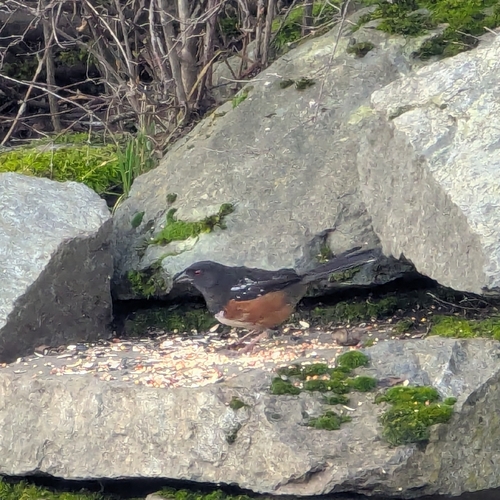 Spotted Towhee (Pipilo maculatus), photo 5