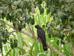 Spizaetus tyrannus