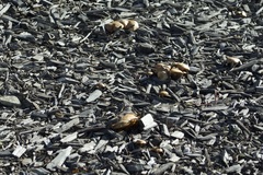 Agaricales