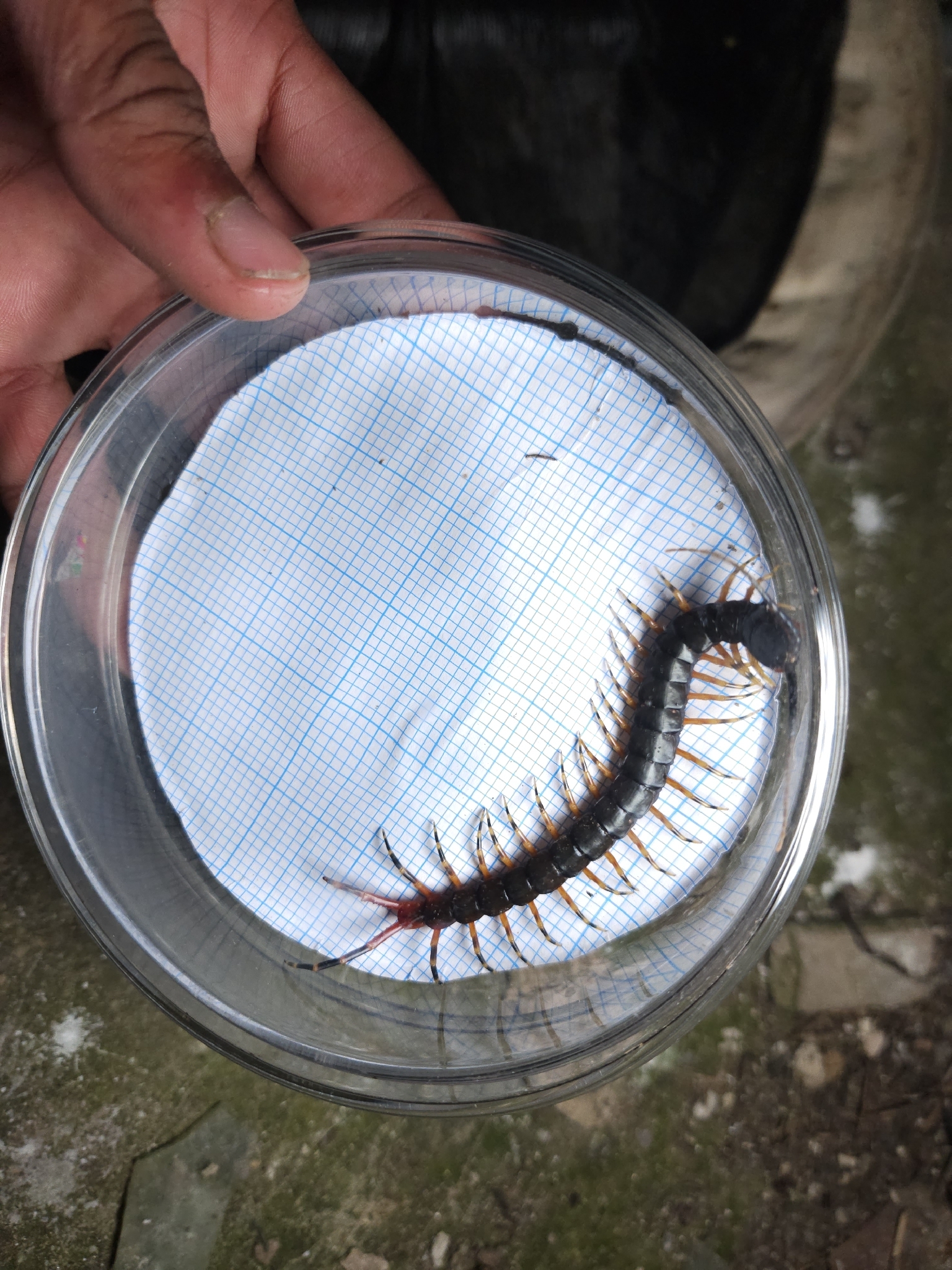 Scolopendra gigantea Linnaeus, 1758
