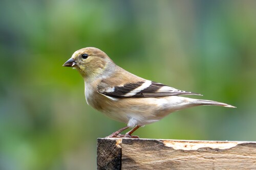 American Goldfinch (Spinus tristis), photo 9