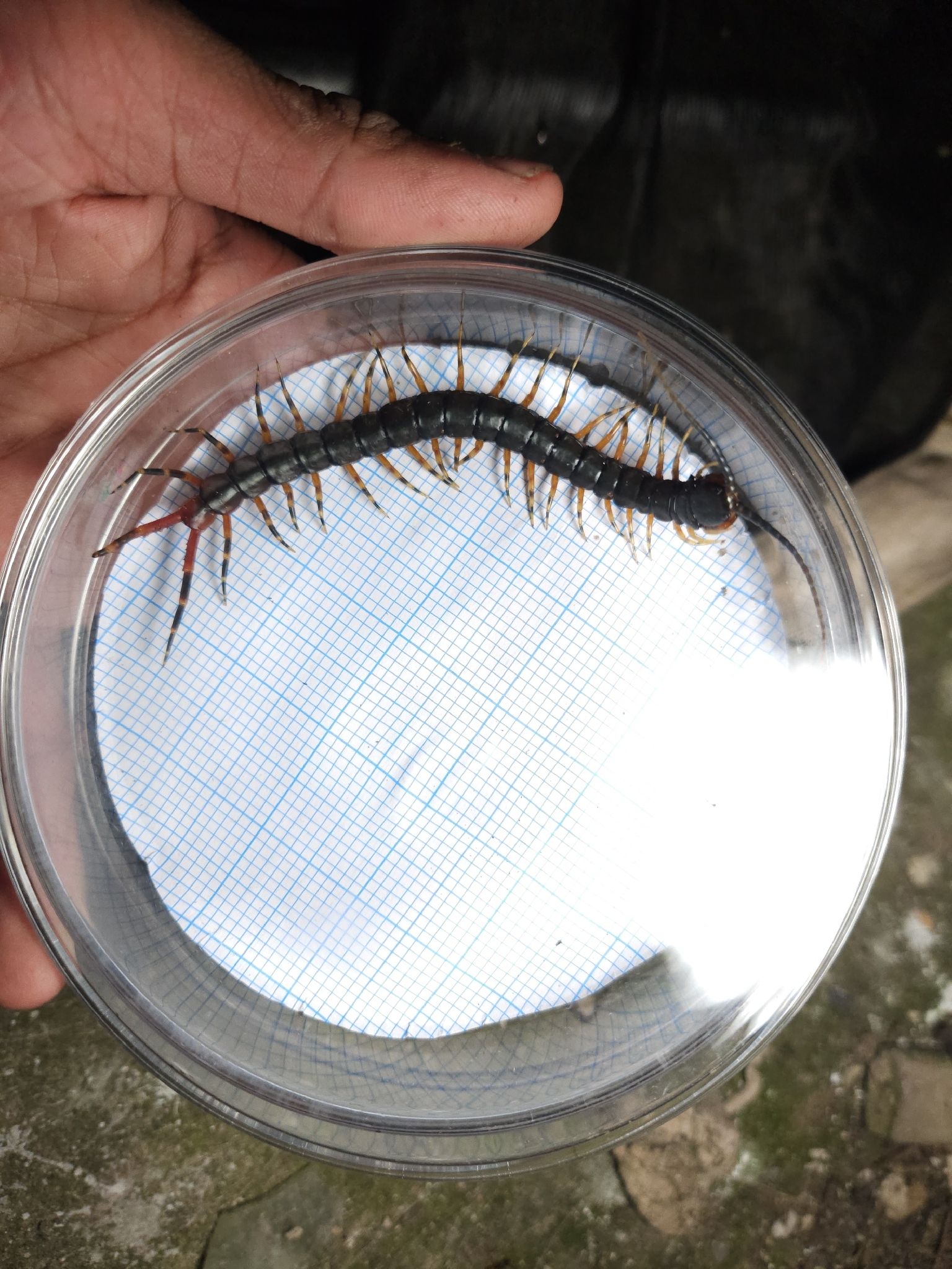 Scolopendra gigantea Linnaeus, 1758