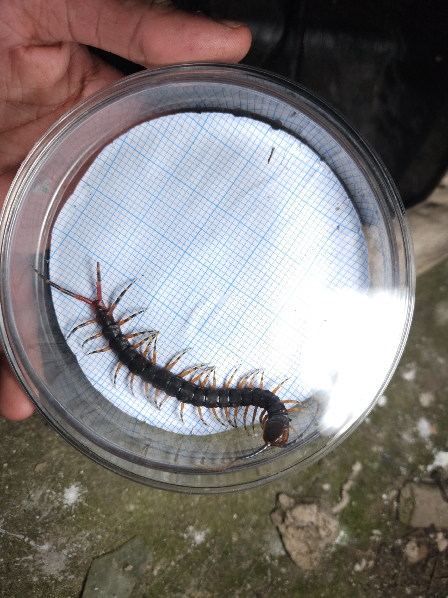 Scolopendra gigantea Linnaeus, 1758
