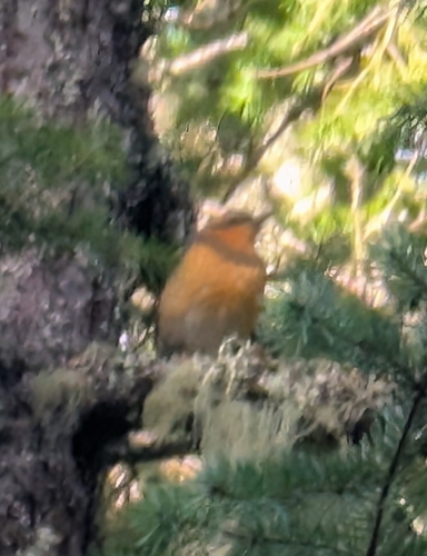 Varied Thrush (Ixoreus naevius), photo 2