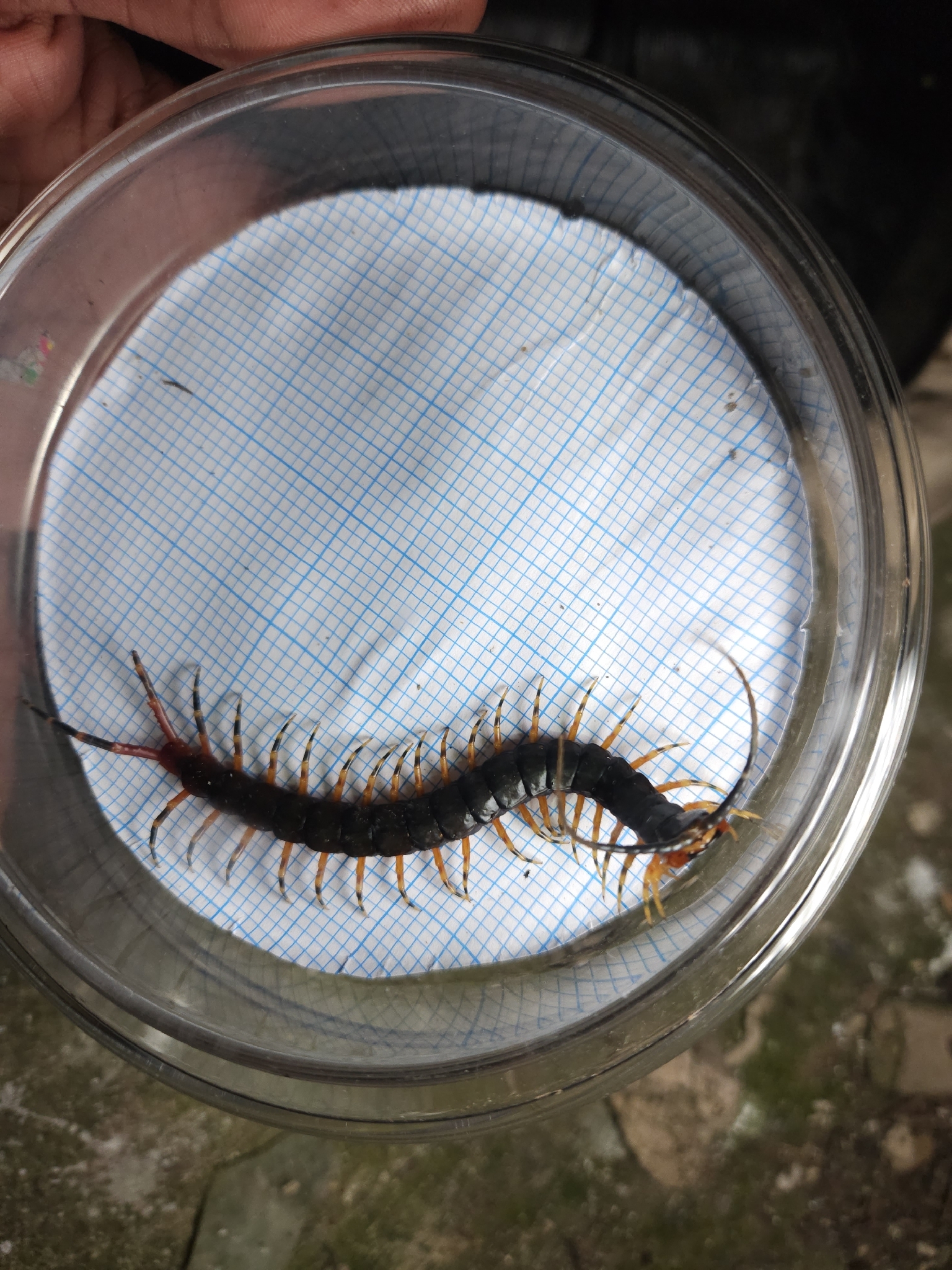 Scolopendra gigantea Linnaeus, 1758