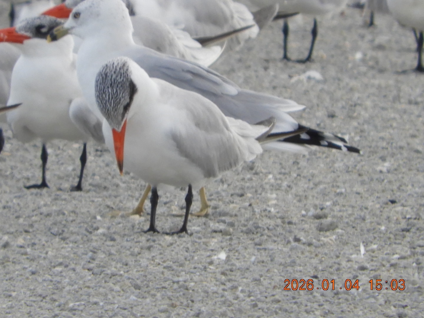 Caspian Tern (Hydroprogne caspia), photo 1