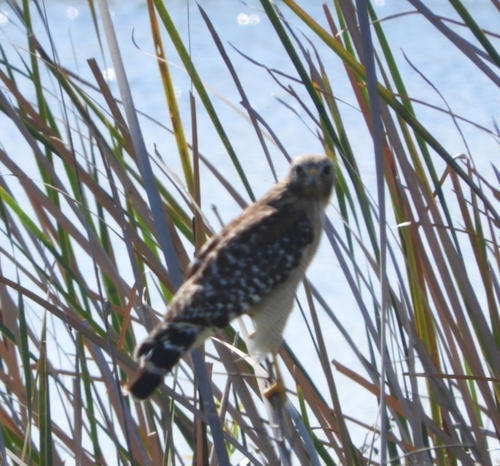 Red-shouldered Hawk (Buteo lineatus), photo 6