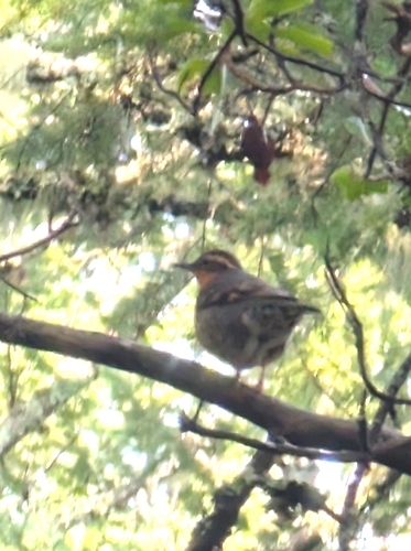 Varied Thrush (Ixoreus naevius), photo 3