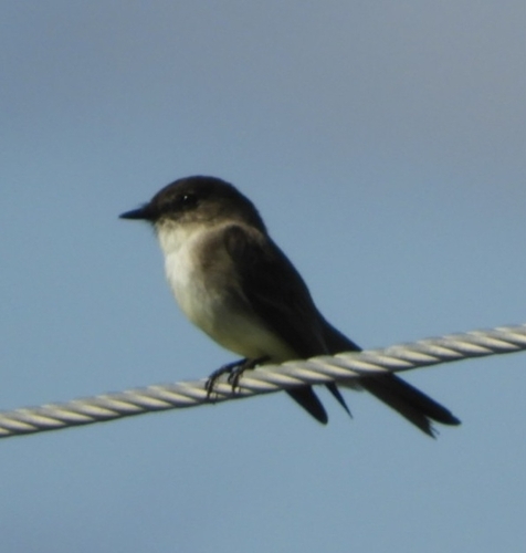Eastern Phoebe (Sayornis phoebe), photo 7