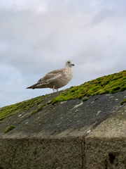 Larus argentatus