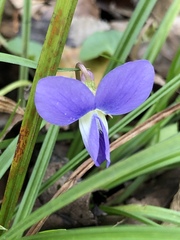 Viola edulis