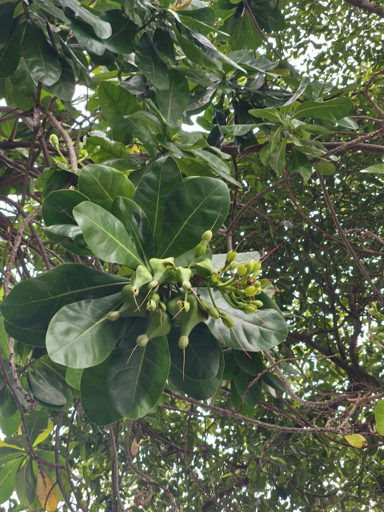 Asian barringtonia (Barringtonia asiatica)