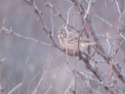 Vesper Sparrow (Pooecetes gramineus), photo 2