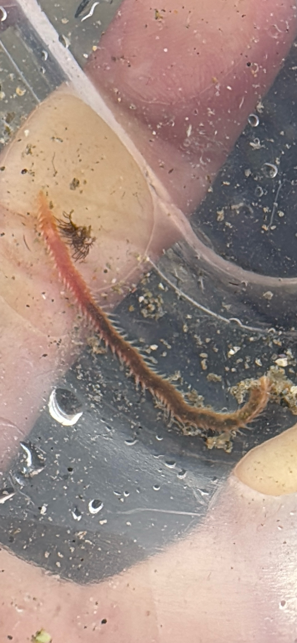 Pareurythoe californica (Johnson, 1897)