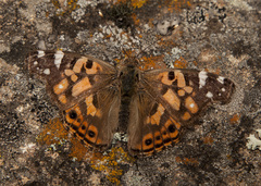 Vanessa altissima