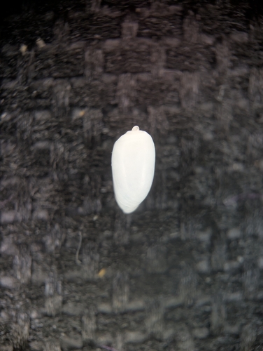 Acteocina candei, 2026-01-03