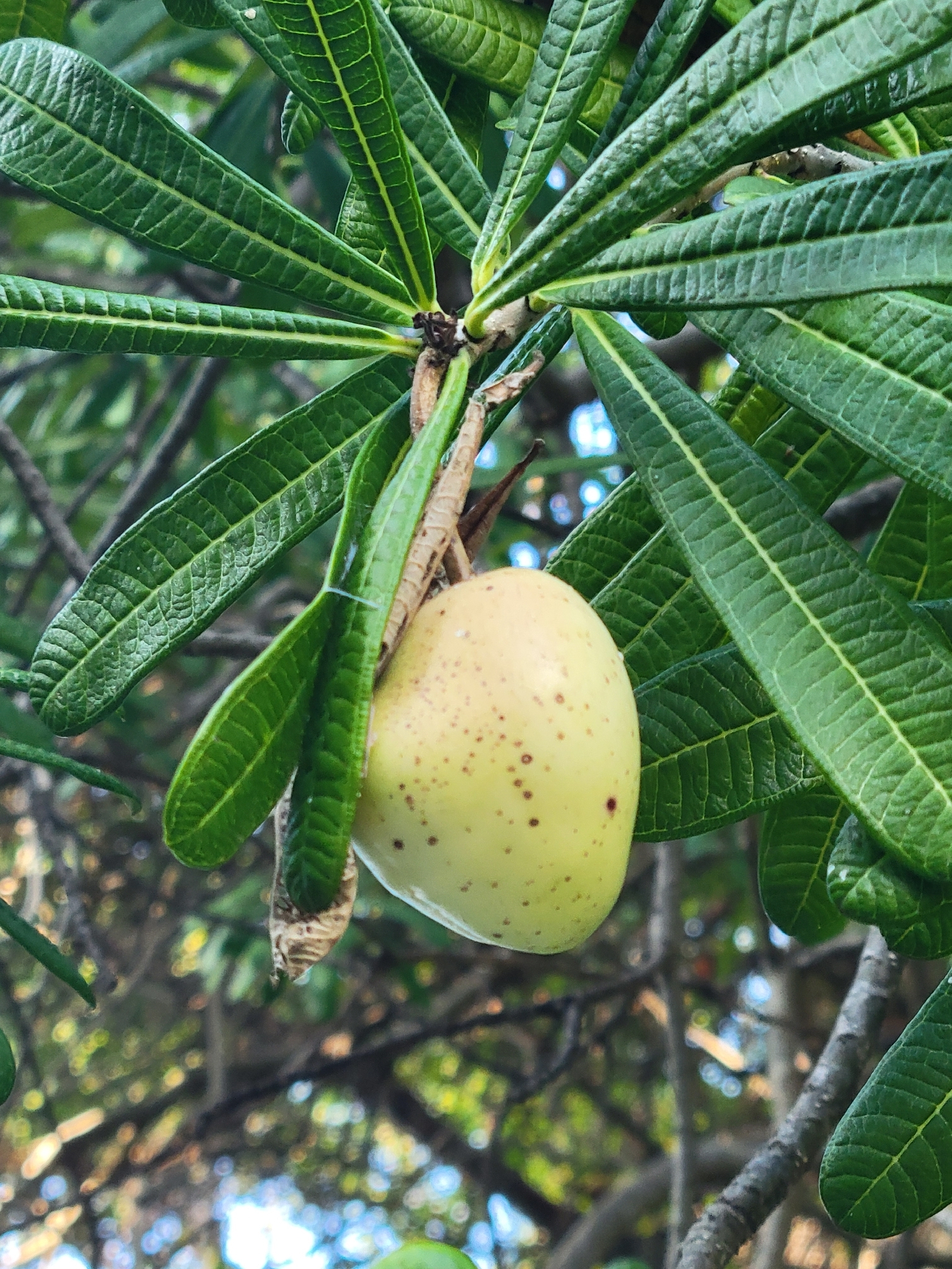 Lucky nut