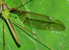 Leptotarsus albistigma