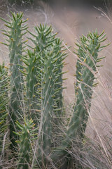 Austrocylindropuntia subulata