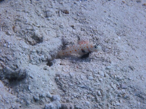 Spotted prawn-goby (Amblyeleotris guttata) — Gobiidae