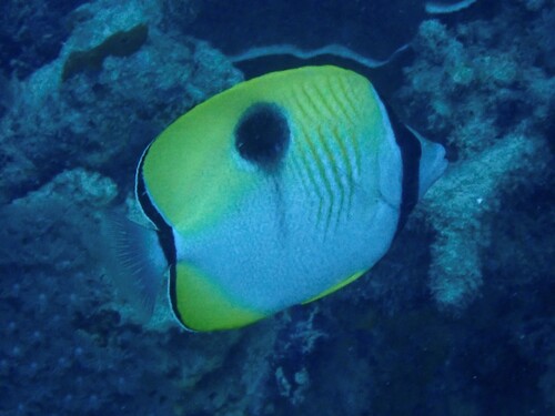 Limespot butterflyfish (Chaetodon unimaculatus) — Chaetodontidae
