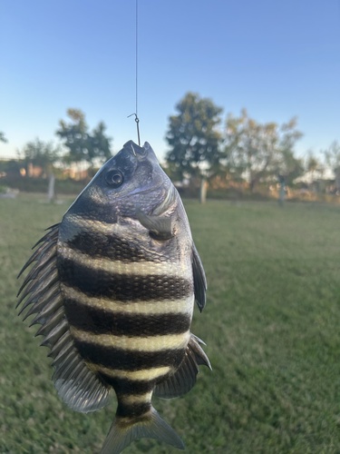 Convictt fish (Archosargus probatocephalus) — Sparidae
