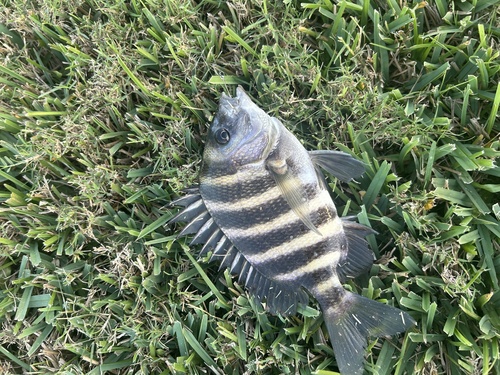 Convictt fish (Archosargus probatocephalus) — Sparidae — 4