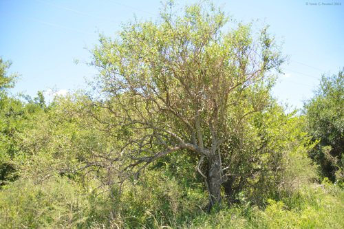 Herzog cestrum (Lycium cestroides)