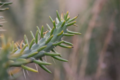 Austrocylindropuntia subulata
