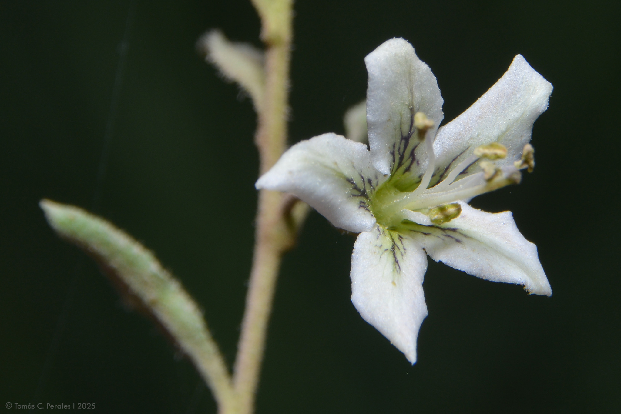 Lycium ciliatum