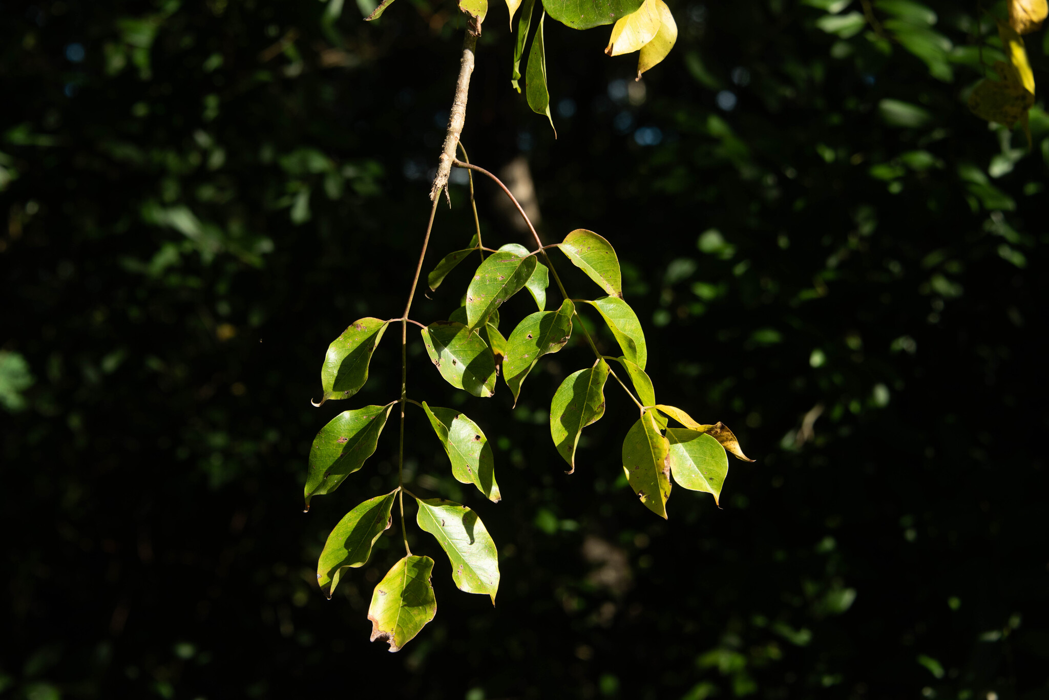 Imagem de pau-mulato