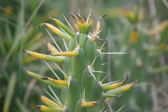 Austrocylindropuntia subulata