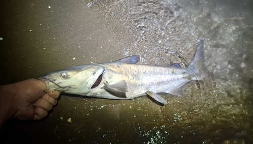 Broadbent's sea catfish (Plicofollis argyropleuron) — Ariidae — 5