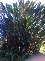 Alpinia boia