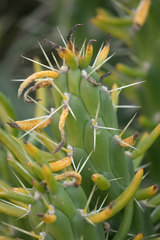 Austrocylindropuntia subulata