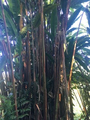 Alpinia boia