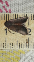 Micrathetis canifimbria