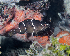 Sling-Jaw Wrasse photo 2
