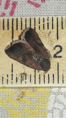 Micrathetis canifimbria