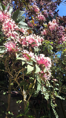 Clerodendrum quadriloculare