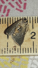 Micrathetis canifimbria
